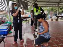 Alcald&iacute;a llega con brigadas de salud animal a los barrios de Cali