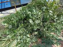 Flora en tu comuna   lleg&oacute; al Bosque Urbano Guadual de la Guadalupe