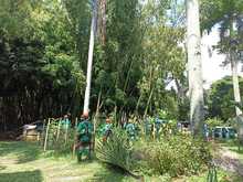 Flora en tu comuna   lleg&oacute; al Bosque Urbano Guadual de la Guadalupe