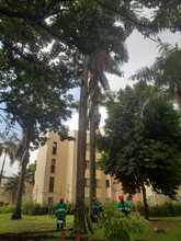 Flora en tu comuna   lleg&oacute; al Bosque Urbano Guadual de la Guadalupe