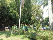 Flora en tu comuna   lleg&oacute; al Bosque Urbano Guadual de la Guadalupe