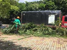 Flora en tu comuna   lleg&oacute; al Bosque Urbano Guadual de la Guadalupe