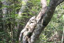 Nuevas liberaciones de fauna silvestre en Coraz&oacute;n de Pance  