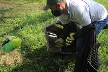 Nuevas liberaciones de fauna silvestre en Coraz&oacute;n de Pance  