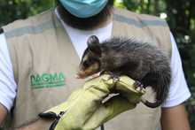 Nuevas liberaciones de fauna silvestre en Coraz&oacute;n de Pance  