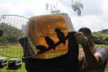 Nuevas liberaciones de fauna silvestre en Coraz&oacute;n de Pance  