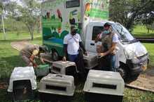 Nuevas liberaciones de fauna silvestre en Coraz&oacute;n de Pance  