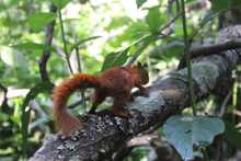 Nuevas liberaciones de fauna silvestre en Coraz&oacute;n de Pance  