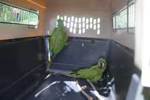 Nuevas liberaciones de fauna silvestre en Coraz&oacute;n de Pance  