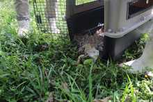 Nuevas liberaciones de fauna silvestre en Coraz&oacute;n de Pance  