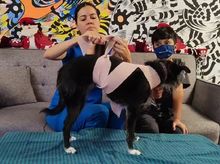 &iquest;C&oacute;mo proteger a tu animal de compa&ntilde;&iacute;a durante explosiones de p&oacute;lvora?