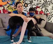 &iquest;C&oacute;mo proteger a tu animal de compa&ntilde;&iacute;a durante explosiones de p&oacute;lvora?