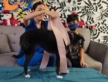 &iquest;C&oacute;mo proteger a tu animal de compa&ntilde;&iacute;a durante explosiones de p&oacute;lvora?