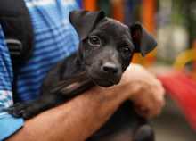  En Altos de Menga, Alcald&iacute;a realiz&oacute; &uacute;ltima brigada de bienestar animal del a&ntilde;o