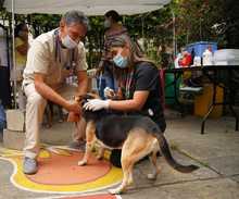 En Altos de Menga, Alcald&iacute;a realiz&oacute; &uacute;ltima brigada de bienestar animal del a&ntilde;o