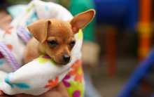  En Altos de Menga, Alcald&iacute;a realiz&oacute; &uacute;ltima brigada de bienestar animal del a&ntilde;o