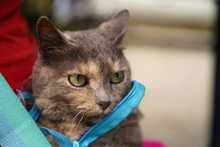  En Altos de Menga, Alcald&iacute;a realiz&oacute; &uacute;ltima brigada de bienestar animal del a&ntilde;o