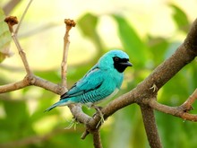 Tersina viridis - macho