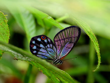 Pseudohaetera mimica