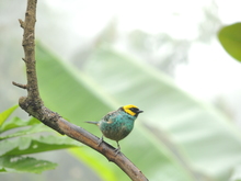 Tangara xanthocephala