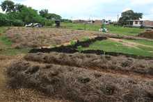 Un malec&oacute;n fructuoso de amor en el r&iacute;o Cauca
