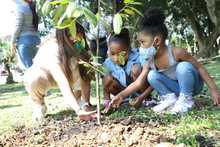 Los &aacute;rboles urbanos son el patrimonio ambiental de la ciudad  