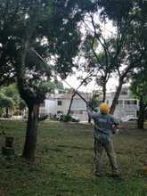 Los &aacute;rboles urbanos son el patrimonio ambiental de la ciudad  