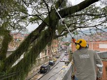 Los &aacute;rboles urbanos son el patrimonio ambiental de la ciudad  