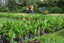 Laberinto para polinizadores, primera obra del Coraz&oacute;n de Pance