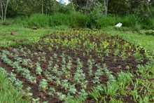 Laberinto para polinizadores, primera obra del Coraz&oacute;n de Pance