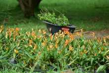 Laberinto para polinizadores, primera obra del Coraz&oacute;n de Pance