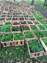 Laberinto para polinizadores, primera obra del Coraz&oacute;n de Pance