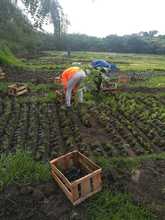 Laberinto para polinizadores, primera obra del Coraz&oacute;n de Pance