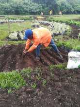 Laberinto para polinizadores, primera obra del Coraz&oacute;n de Pance