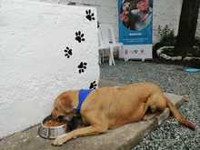 Atenci&oacute;n diferencial para habitantes de calle con animales de compa&ntilde;&iacute;a, uno de los ruteros para el 2022