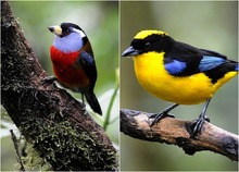 Reserva Ecol&oacute;gica Distrital Cuenca Media del R&iacute;o Lili, &aacute;rea protegida para Cali y su biodiversidad 