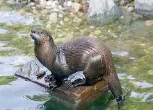 Reserva Ecol&oacute;gica Distrital Cuenca Media del R&iacute;o Lili, &aacute;rea protegida para Cali y su biodiversidad 