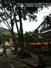 Aclaraciones sobre tala de &aacute;rboles en el barrio Granada 