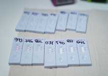 Puntos polivalentes y polifuncionales