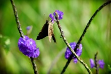 Mariposas que engalanan  el Parque Ambiental Coraz&oacute;n de Pance