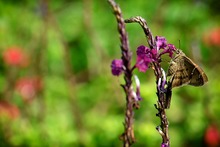 Mariposas que engalanan  el Parque Ambiental Coraz&oacute;n de Pance