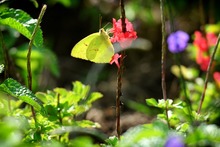 Mariposas que engalanan  el Parque Ambiental Coraz&oacute;n de Pance