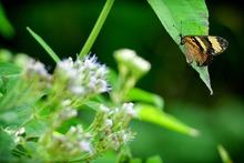 Mariposas que engalanan  el Parque Ambiental Coraz&oacute;n de Pance