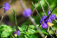 Mariposas que engalanan  el Parque Ambiental Coraz&oacute;n de Pance