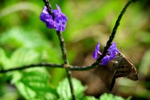Mariposas que engalanan  el Parque Ambiental Coraz&oacute;n de Pance