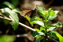Mariposas que engalanan  el Parque Ambiental Coraz&oacute;n de Pance