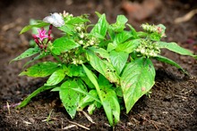 Mariposas que engalanan  el Parque Ambiental Coraz&oacute;n de Pance
