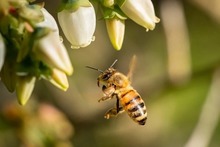 Parque Ambiental Coraz&oacute;n de Pance: un espacio para la protecci&oacute;n de las abejas 