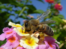 Parque Ambiental Coraz&oacute;n de Pance: un espacio para la protecci&oacute;n de las abejas 