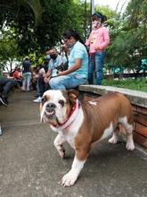 Los animales de compa&ntilde;&iacute;a, amigos de la salud mental